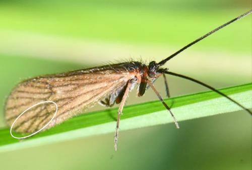 Réf. 350 863 : Enoicyla pusilla